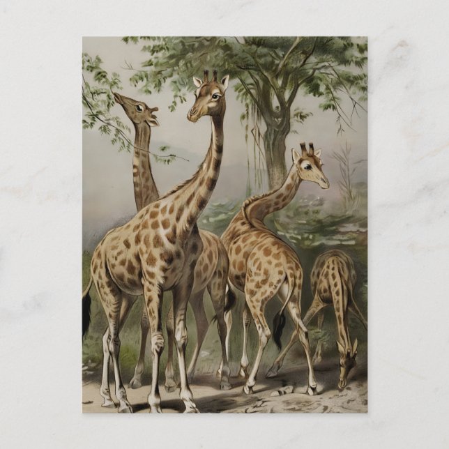 Postal Girafas de Sudáfrica antiguas (Anverso)