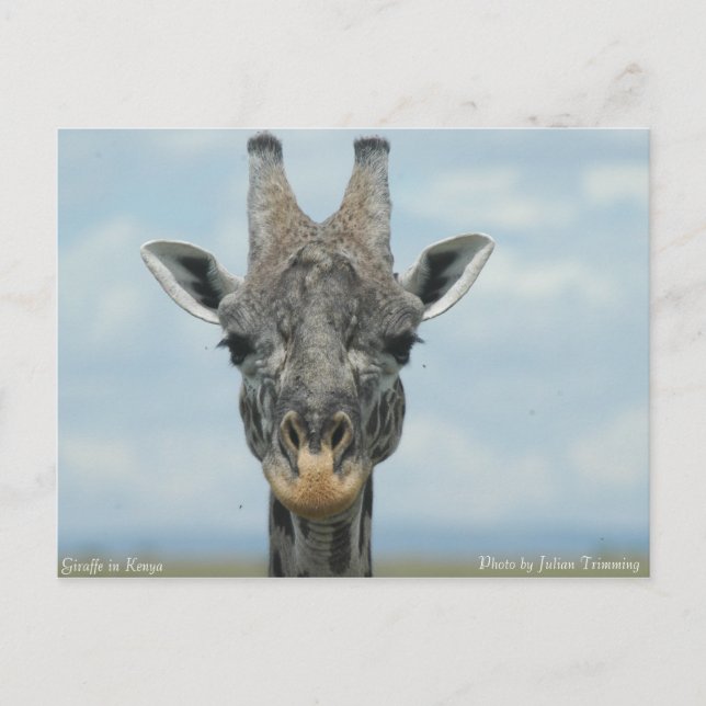 Postal Girafe en Kenia (Anverso)