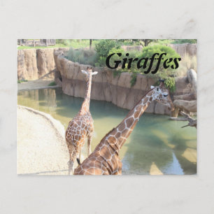 Postal Girafes # 5