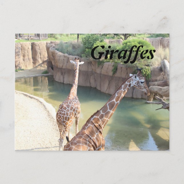 Postal Girafes # 5 (Anverso)