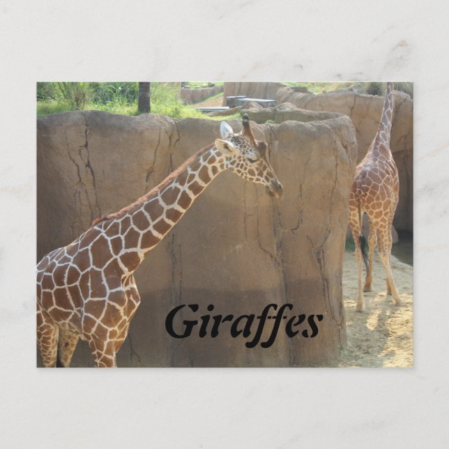 Postal Girafes # 6 (Anverso)