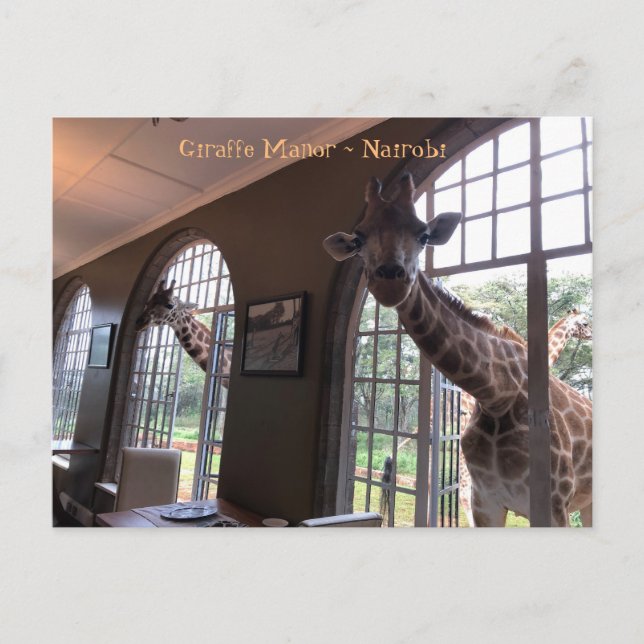 Postal Girafes en casa de trabajo de jirafa en Nairobi (Anverso)