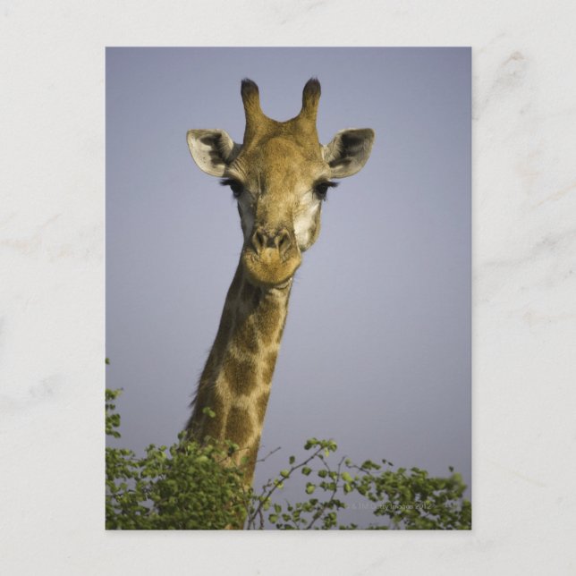 Postal (giraffa camelopardalis), mirando la cámara, en (Anverso)