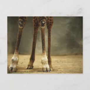 Postal Giraffa Masai, vista de las piernas en ángulo bajo