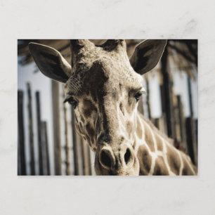 Postal Giraffe