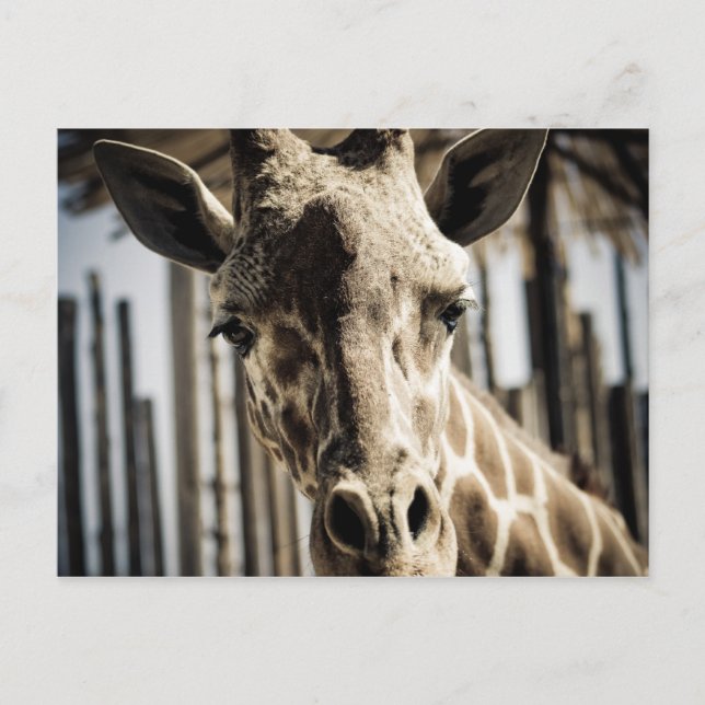 Postal Giraffe (Anverso)