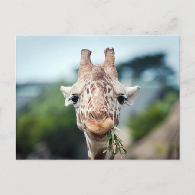 Postal Giraffe (Anverso)