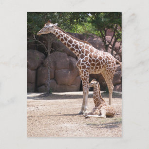 Postal Giraffe