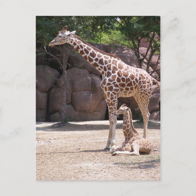 Postal Giraffe (Anverso)