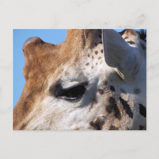 POSTAL GIRAFFE (Anverso)