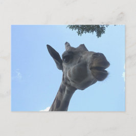 Postal Giraffe