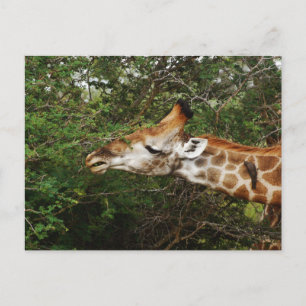 Postal Giraffe