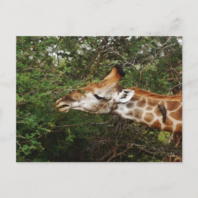Postal Giraffe (Anverso)