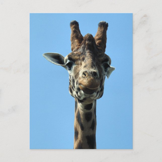 POSTAL GIRAFFE (Anverso)