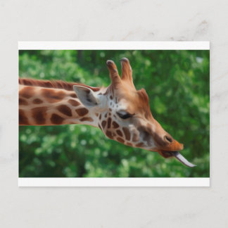 Postal Giraffe