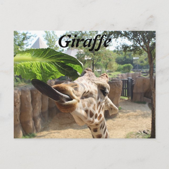 Postal Giraffe # 14 (Anverso)