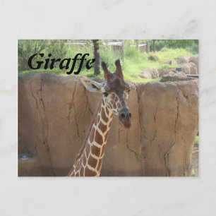 Postal Giraffe # 15