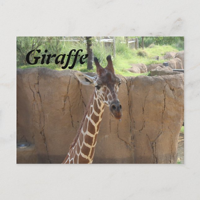 Postal Giraffe # 15 (Anverso)