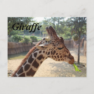 Postal Giraffe # 18