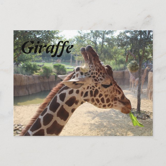 Postal Giraffe # 18 (Anverso)