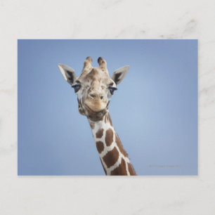 Postal Giraffe 2