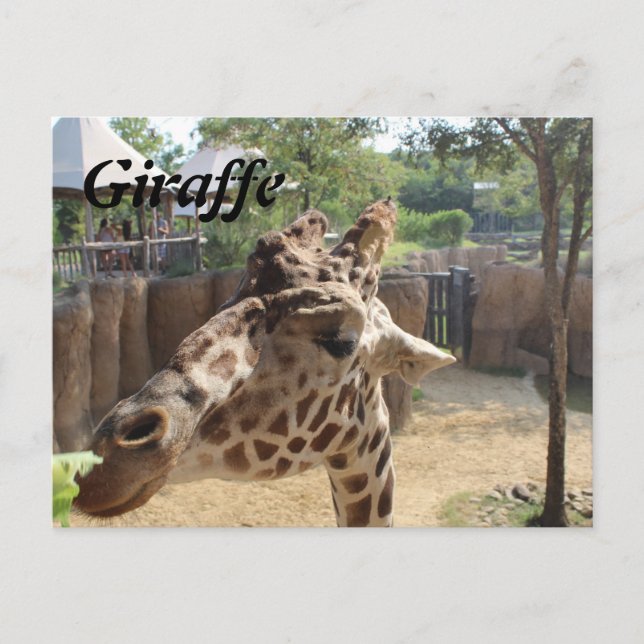 Postal Giraffe # 4 (Anverso)