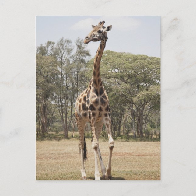 Postal Giraffe 5 (Anverso)