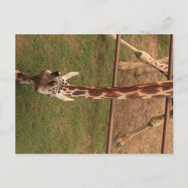 Postal Giraffe #8 (Anverso)