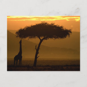 Postal Giraffe al amanecer