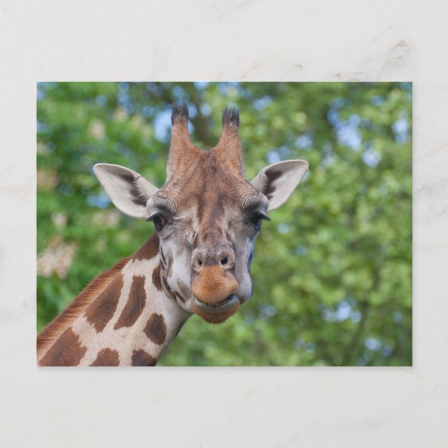 Postal Giraffe atenta (Anverso)