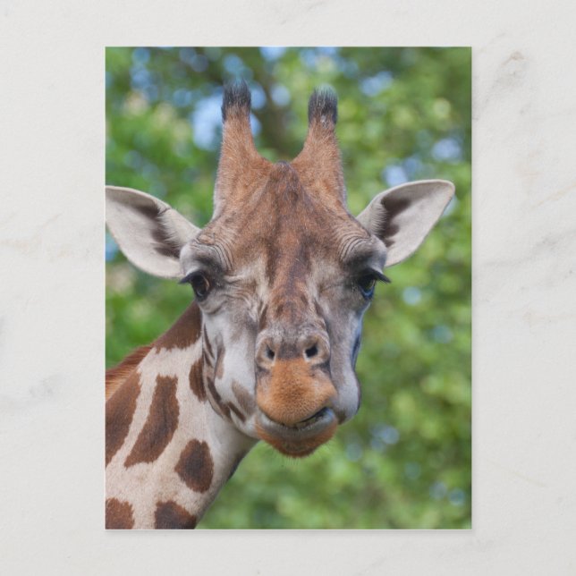 Postal Giraffe atenta (Anverso)