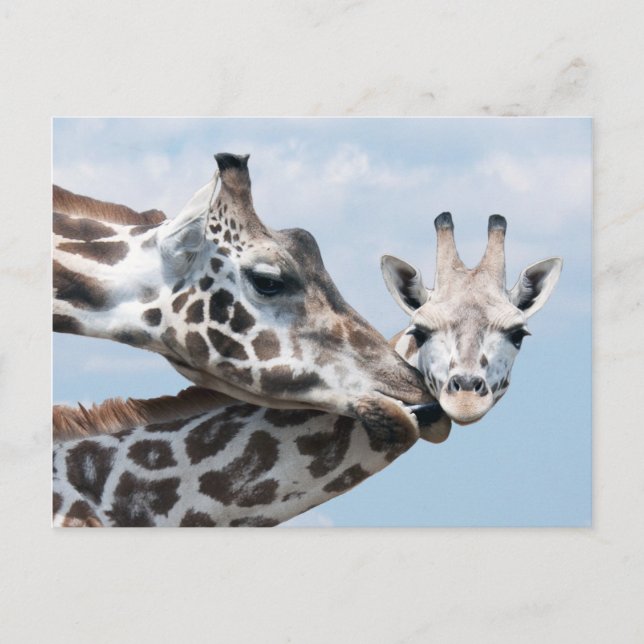 Postal Giraffe besa su ternera (Anverso)