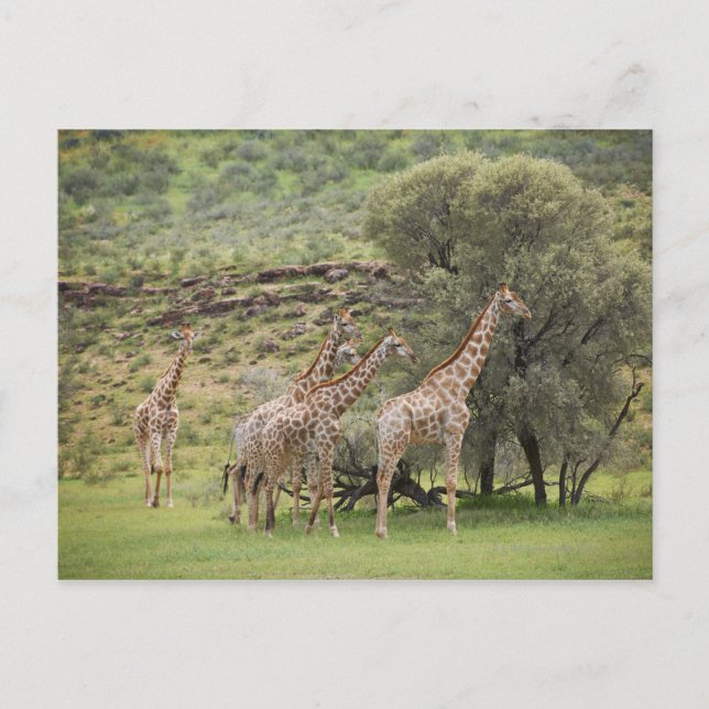 Postal Giraffe, camello de Giraffa, Kgalagadi 3 (Anverso)