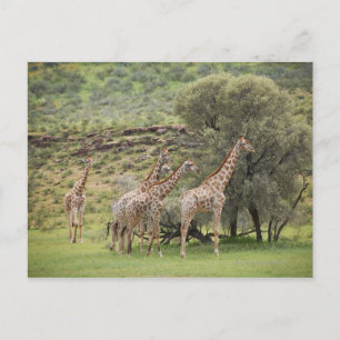 Postal Giraffe, camello de Giraffa, Kgalagadi 3