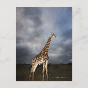 Postal Giraffe (camelopardalis de Giraffa)