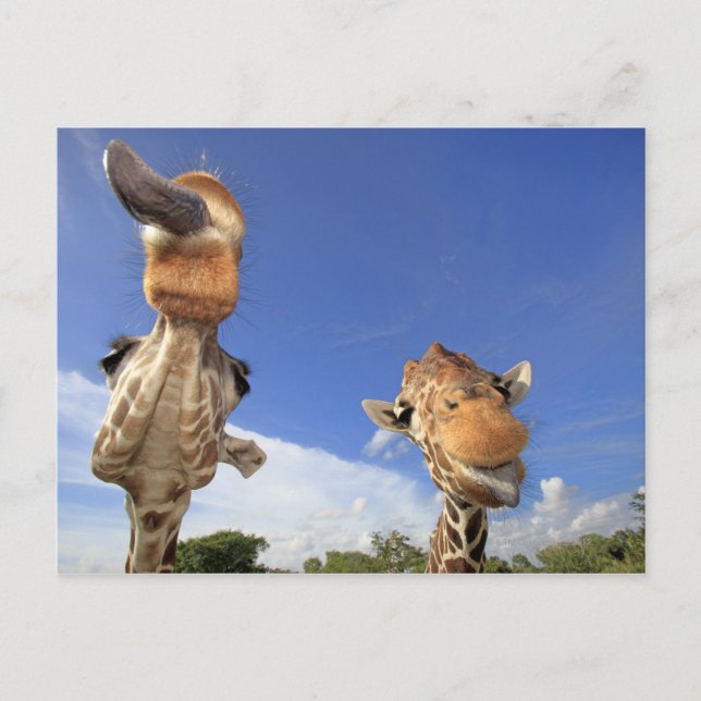 Postal Giraffe (camelopardalis de Giraffa) 3 (Anverso)