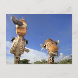 Postal Giraffe (camelopardalis de Giraffa) 3
