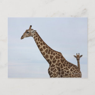 Postal Giraffe (camelopardalis de Giraffa), Chobe Nationa
