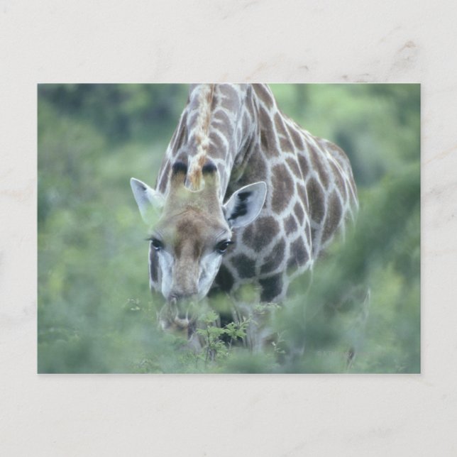 Postal Giraffe (camelopardalis de Giraffa) se alimenta (Anverso)
