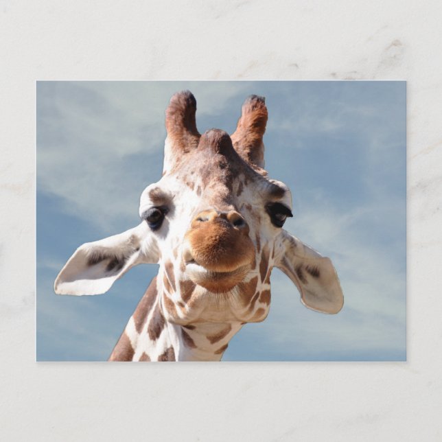 Postal Giraffe cercana al cielo azul (Anverso)