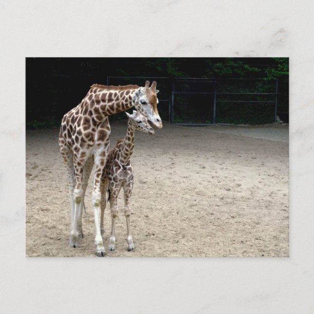 Postal Giraffe con niño (Anverso)