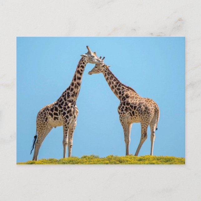 Postal Giraffe Couple Portrait (Anverso)
