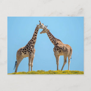 Postal Giraffe Couple Retrato
