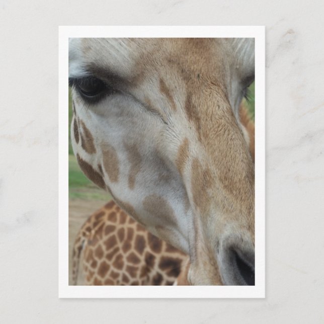 Postal Giraffe de acercamiento (Anverso)