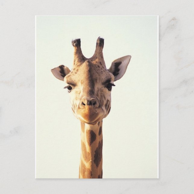 Postal Giraffe de acercamiento (Anverso)