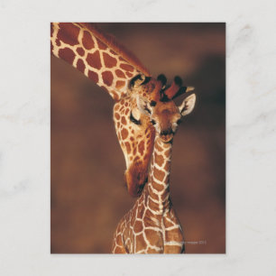 Postal Giraffe de adultos con ternera (Giraffa camelopard