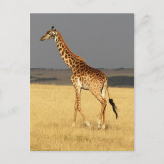Postal Giraffe de cuerpo completo Africa Animales african