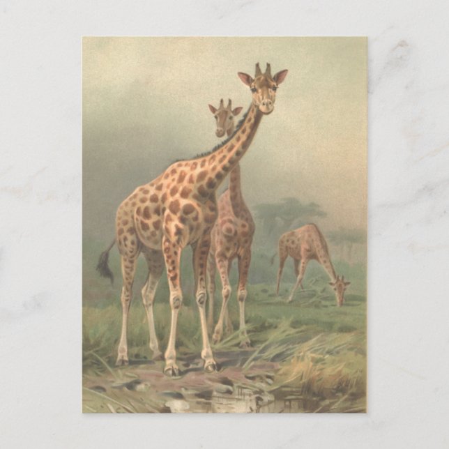Postal Giraffe de época 1894 imprime llanuras africanas (Anverso)