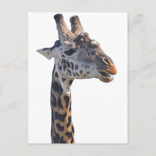 Postal Giraffe Dice Hola Tom Wurl