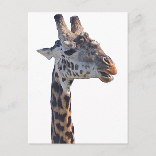 Postal Giraffe Dice Hola Tom Wurl (Anverso)